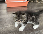 Кошки в Орле: Экзотические котята Мальчик, Бесплатно - фото 3