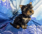 Собаки в Санкт-Петербурге: Щенки йоркширского терьера Разнополые, 25 000 руб. - фото 3