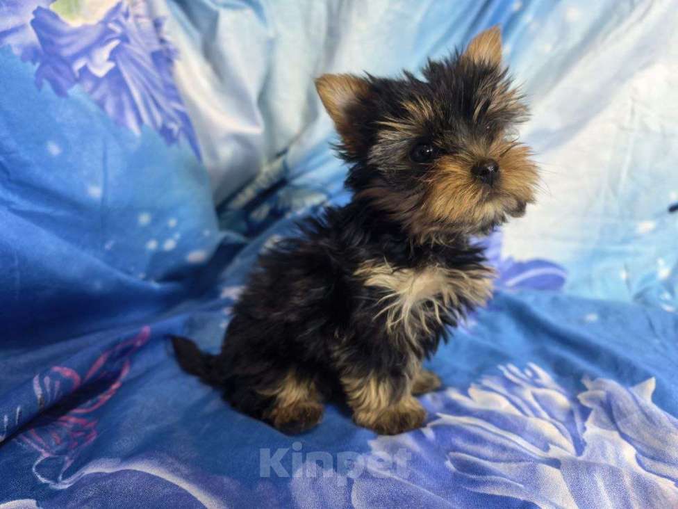 Собаки в Санкт-Петербурге: Щенки йоркширского терьера Разнополые, 25 000 руб. - фото 3