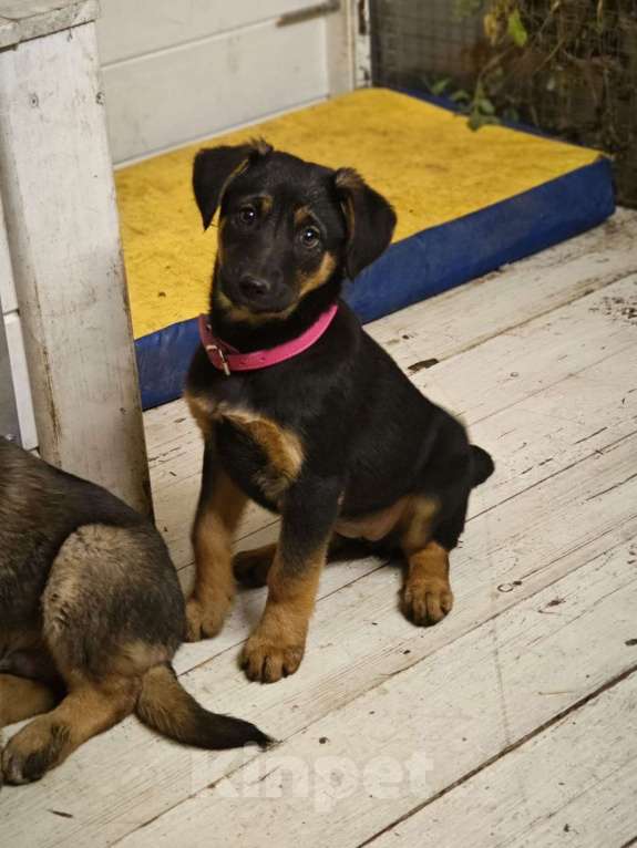 Собаки в Красногорске: Девочка Кира 2,5 месяца ждет родителей  Девочка, Бесплатно - фото 2