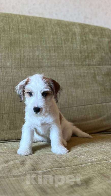 Собаки в Ростове-на-Дону: Щенки жесткошерстного Джек Рассел терьера Девочка, 40 000 руб. - фото 2