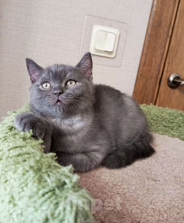 Кошки в Санкт-Петербурге: Крупный британский очаровательный малыш Мальчик, 15 000 руб. - фото 1