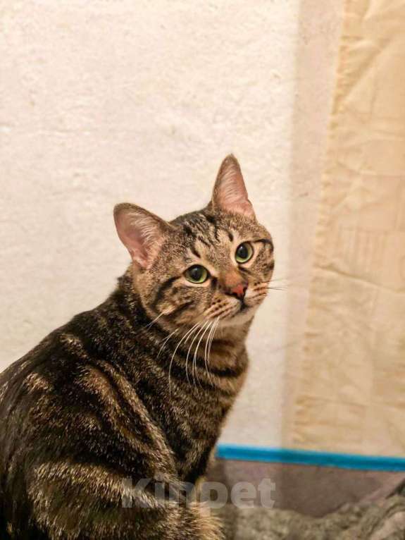 Кошки в Москве: Котик Тор из Марвел Мальчик, Бесплатно - фото 7