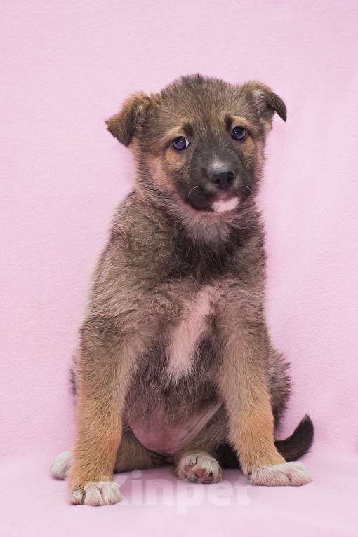 Собаки в Москве: Самая милая щенулька ищет самые добрые руки Девочка, Бесплатно - фото 3