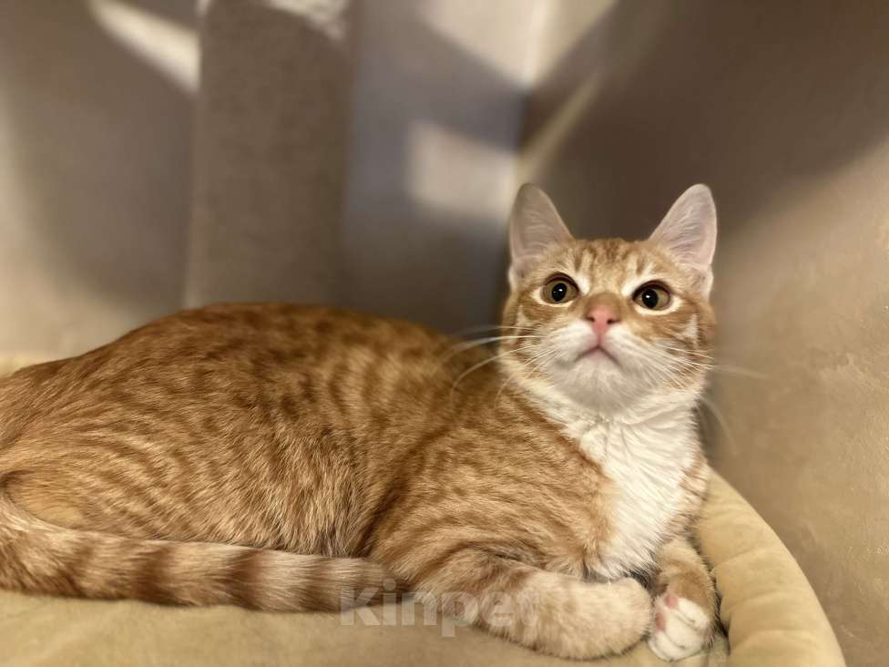 Кошки в Москве: Рыжий малыш Рудольф в добрые руки Мальчик, Бесплатно - фото 3