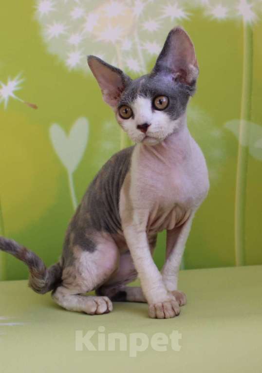 Кошки в Люберцах: Девочка девон-рекс  Девочка, 65 000 руб. - фото 4