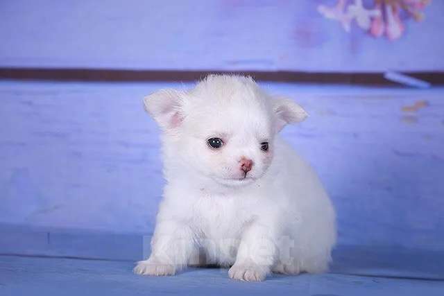 Собаки в Люберцах: Чихуахуа щенки Девочка, 60 000 руб. - фото 2