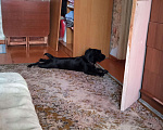 Собаки в Комсомольске-На-Амуре: Отдам в добрые руки  Девочка, 5 руб. - фото 3