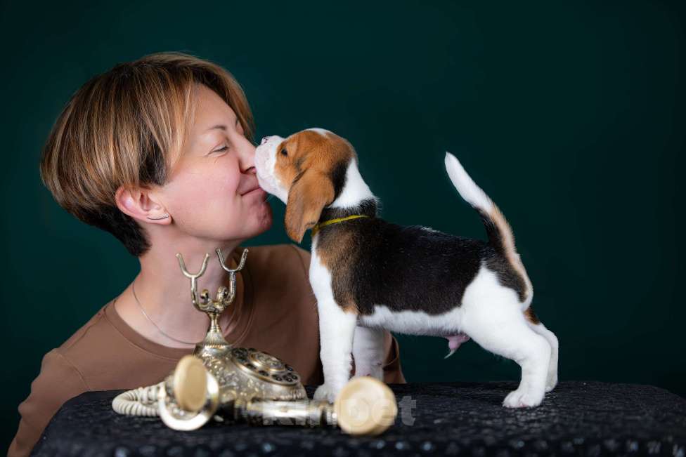 Собаки в Москве: Щенок Бигль, питомник РКФ Мальчик, 60 000 руб. - фото 8