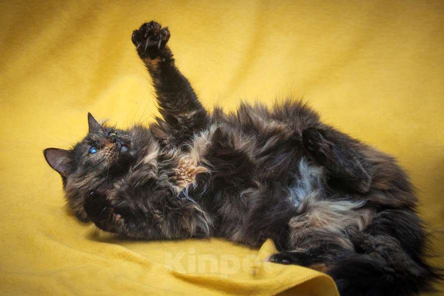 Кошки в Москве: Ищут свою семью два "пушистых облака", братик и сестренка, Тиль и Шарлотта нуждаются в доме!  Девочка, Бесплатно - фото 5