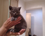 Кошки в Севастополе: Шотланский прямоухий плюшевый котенок Мальчик, 4 000 руб. - фото 3