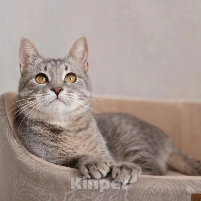 Кошки в Москве: Спасите Венецию из бабкиной квартиры Девочка, Бесплатно - фото 3