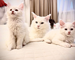 Кошки в Калининграде: Чистокровный котенок Мэйкун , кошечка w62 Девочка, 50 000 руб. - фото 1