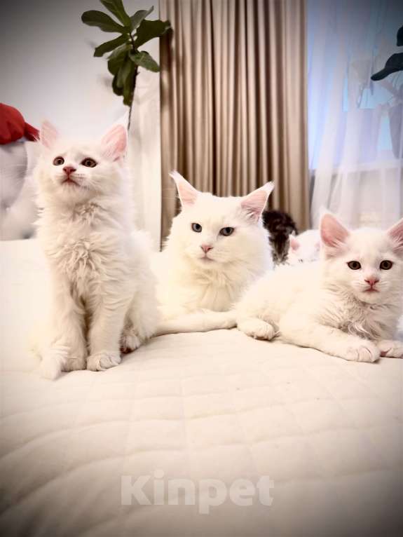 Кошки в Калининграде: Чистокровный котенок Мэйкун , кошечка w62 Девочка, 50 000 руб. - фото 1