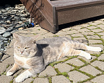 Кошки в Ижевске: Найден кот Мальчик, Бесплатно - фото 5