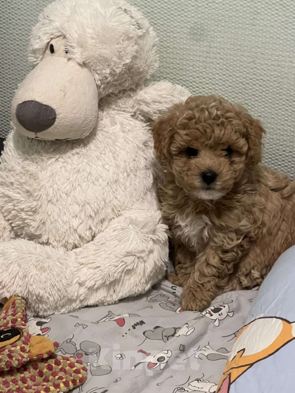 Собаки в Москве: Предлагаются к бронированию чудесные мальтипушкиЕсть мальчики и девочки. Пишите звоните 🤍❤️ Девочка, 180 000 руб. - фото 2