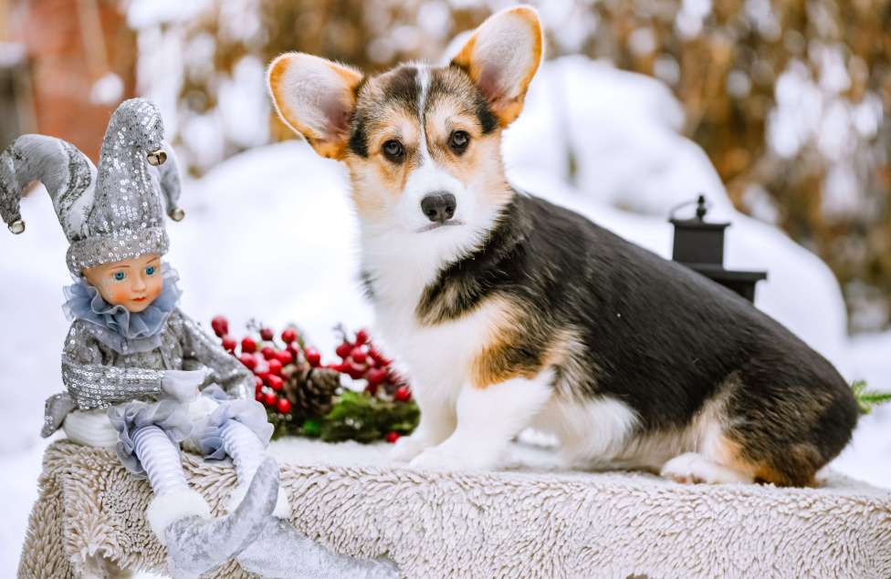 Собаки в Новосибирске: Вельш Корги Пемброк Динь-Динь Девочка, 65 000 руб. - фото 2