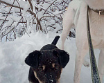 Собаки в Кемерово: Я ищу домик Мальчик, 50 руб. - фото 6