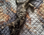 Кошки в Ижевске: котенок в добрые руки Мальчик, Бесплатно - фото 4