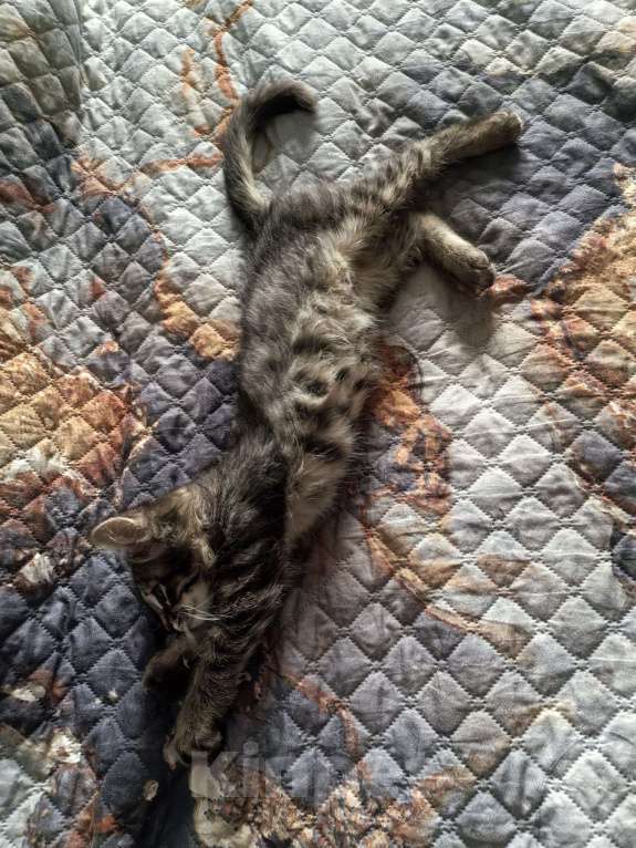 Кошки в Ижевске: котенок в добрые руки Мальчик, Бесплатно - фото 4