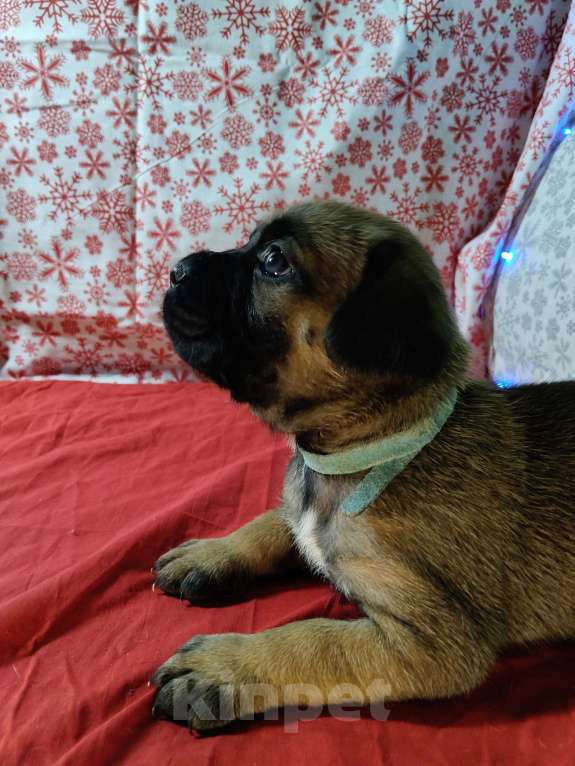 Собаки в других городах Краснодарского края: Кане-Корсо, щенок Девочка, 20 000 руб. - фото 5