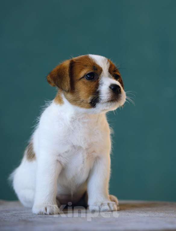 Собаки в Калининграде: Щенок джек рассел терьера Девочка, 60 000 руб. - фото 1
