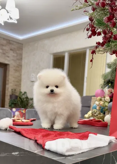 Собаки в Москве: Померанские щенки шпица SUPER VIP mini (мишка) Девочка, 35 000 руб. - фото 1