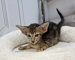 Кошки в Краснодаре: Ориентальные котята Девочка, 35 000 руб. - фото 1