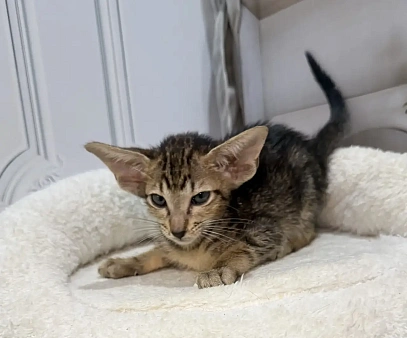 Ориентальные котята