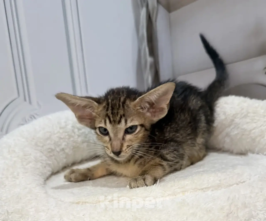 Кошки в Краснодаре: Ориентальные котята Девочка, 35 000 руб. - фото 1