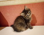 Кошки в Воскресенске: Плюшка Девочка, Бесплатно - фото 3