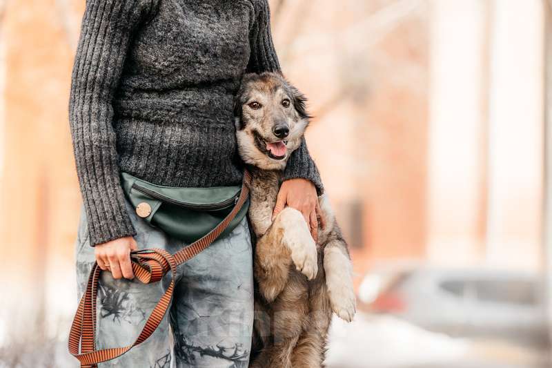 Собаки в Москве: Метис бордер-колли Леди в добрые руки Девочка, 1 руб. - фото 5