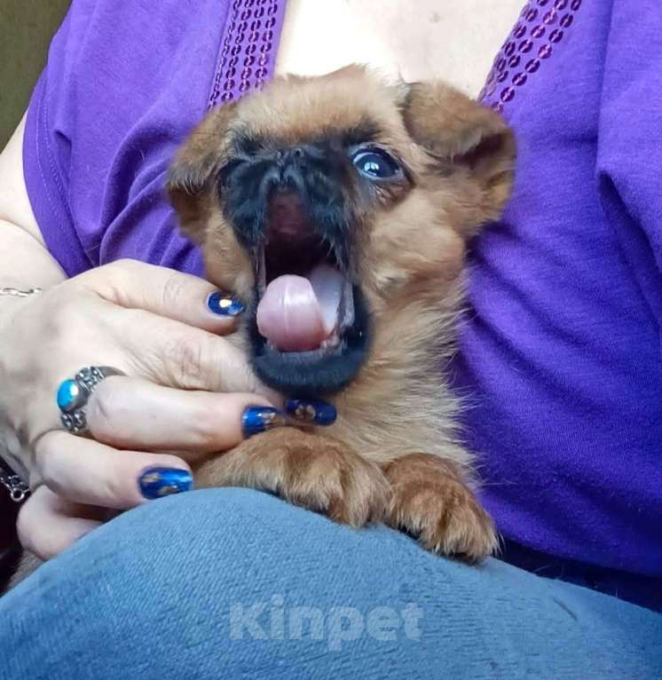 Собаки в Москве: Яркая девочка малый брабансон Девочка, 60 000 руб. - фото 5