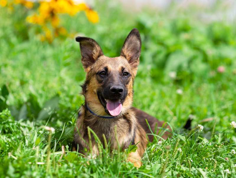Собаки в Москве: Щенок-коротколапик Барсюк в добрые руки Мальчик, 1 руб. - фото 4
