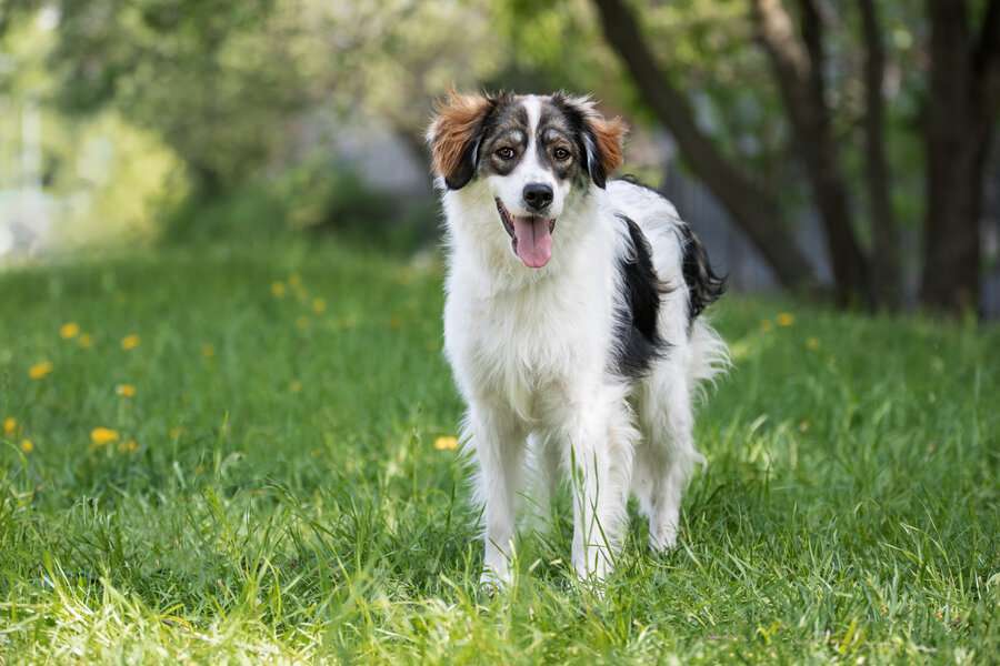 Собаки в Москве: Знакомьтесь – наш замечательный пёс Левушка, который мечтает о любящей семье! Мальчик, Бесплатно - фото 10