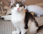 Кошки в Москве: Котенок Луис ищет дом Мальчик, Бесплатно - фото 4
