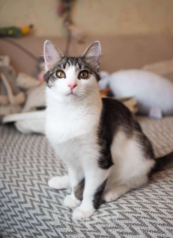 Кошки в Москве: Котенок Луис ищет дом Мальчик, Бесплатно - фото 4
