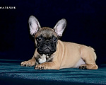 Собаки в Екатеринбурге: Французский бульдог. Ушастый СПЕЦНАЗ  Мальчик, Бесплатно - фото 10