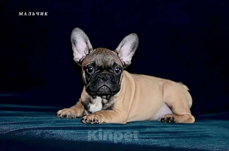 Собаки в Екатеринбурге: Французский бульдог. Ушастый СПЕЦНАЗ  Мальчик, Бесплатно - фото 10