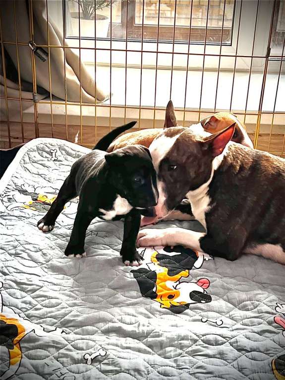 Собаки в Новосибирске: Щенки миниатюрного бультерьера Девочка, 90 000 руб. - фото 4