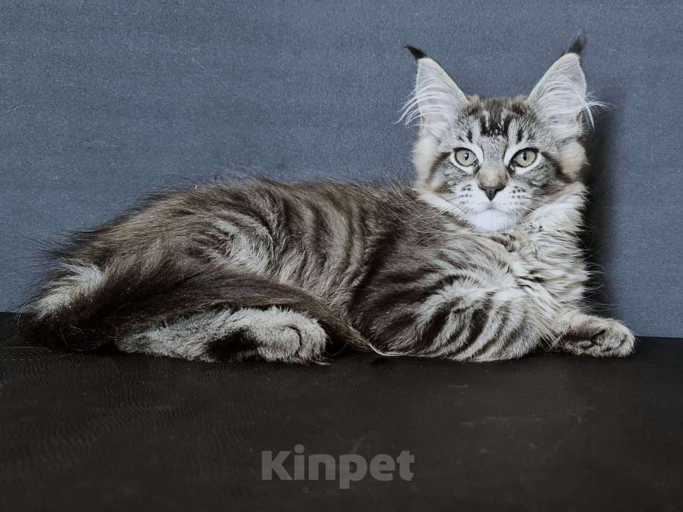 Кошки в других городах Ярославской области: Мейн кун девочка Девочка, Бесплатно - фото 6