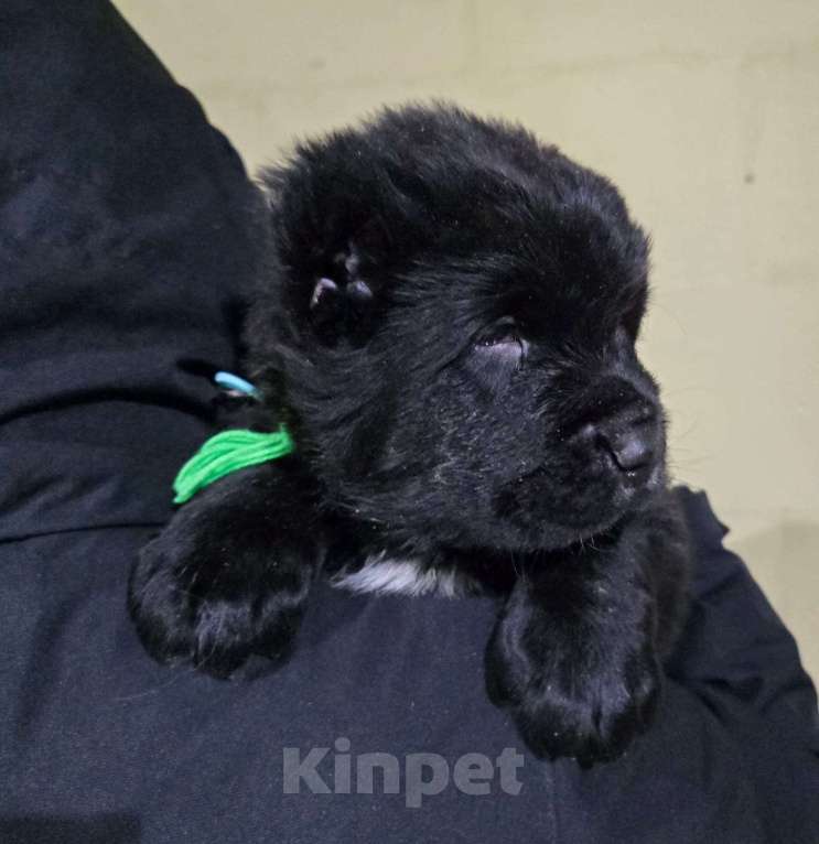 Собаки в Санкт-Петербурге: Заур Мальчик, 60 000 руб. - фото 2