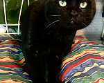 Кошки в Москве: Чёрный британский кот Бегемот Мальчик, Бесплатно - фото 2