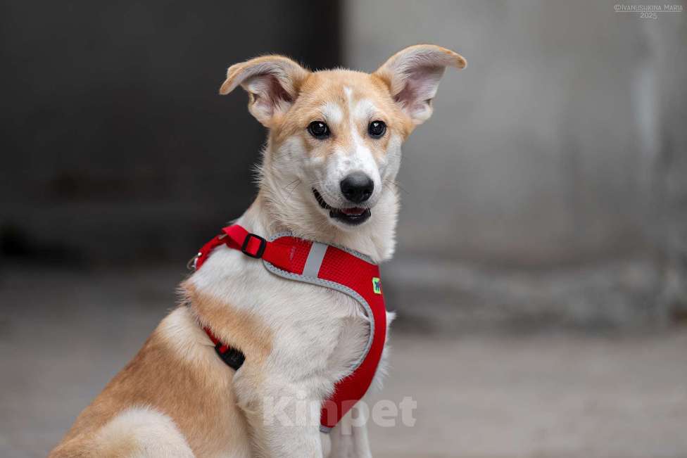 Собаки в Москве: Манго - вкусное имя для сладкого псыночки Мальчик, Бесплатно - фото 2