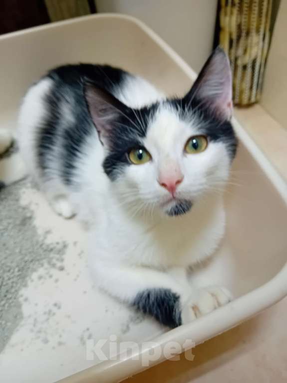 Кошки в Самаре: Чудесный наидобрейший котейка Мальчик, Бесплатно - фото 3