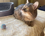 Кошки в Москве: Котик Луня ищет дом  Мальчик, Бесплатно - фото 8