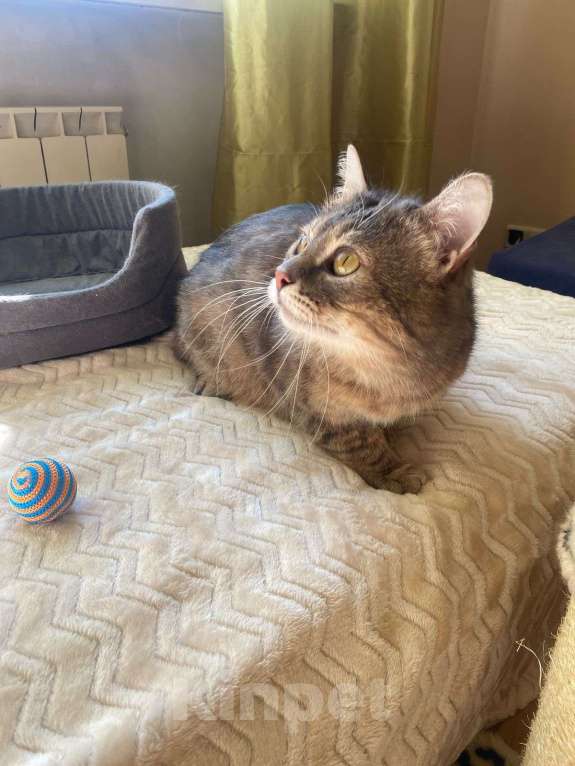 Кошки в Москве: Котик Луня ищет дом  Мальчик, Бесплатно - фото 8