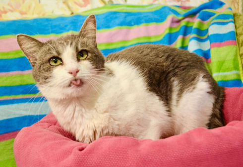 Миссис Марпл. Кошка со страшной судьбой в добрые руки