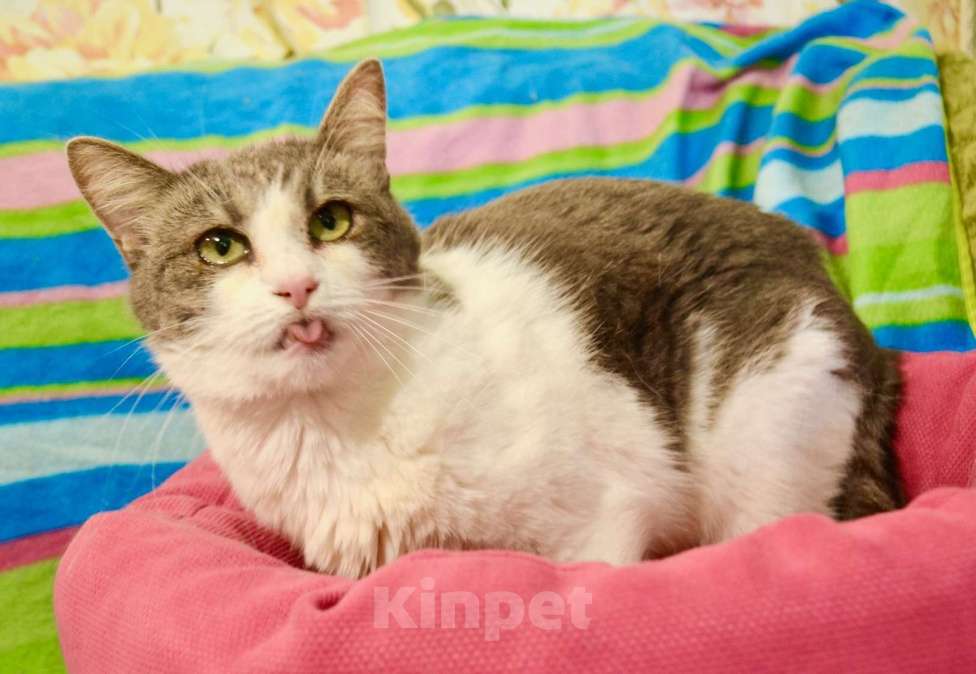 Кошки в Москве: Миссис Марпл. Кошка со страшной судьбой в добрые руки Девочка, Бесплатно - фото 1