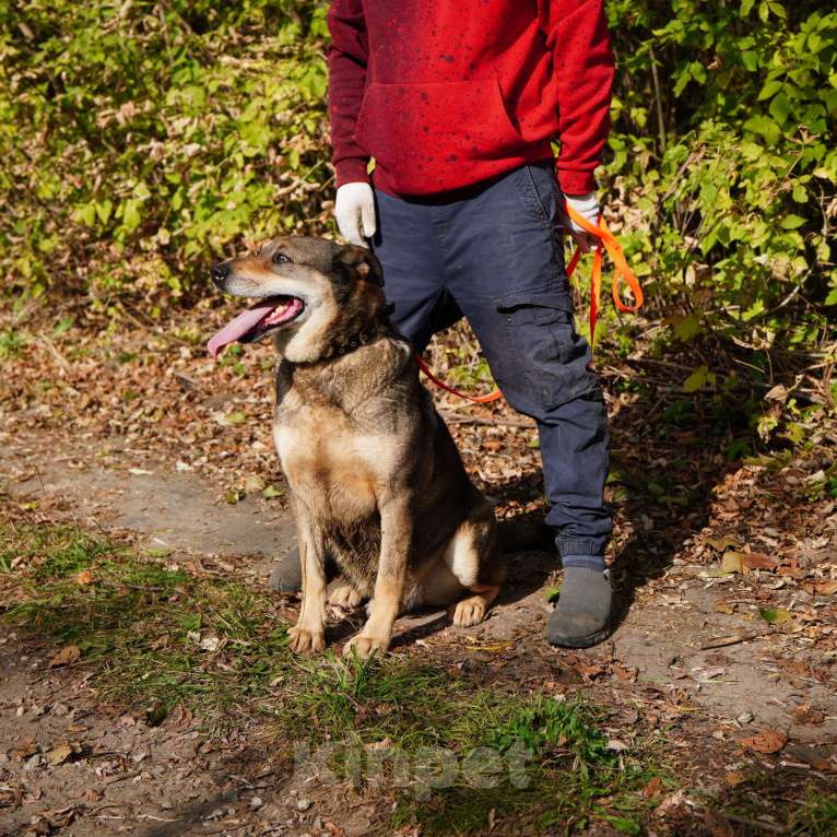 Собаки в Балашихе: Джонни Мальчик, Бесплатно - фото 5